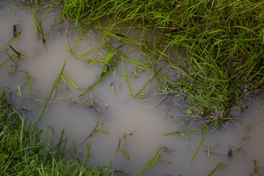 水草