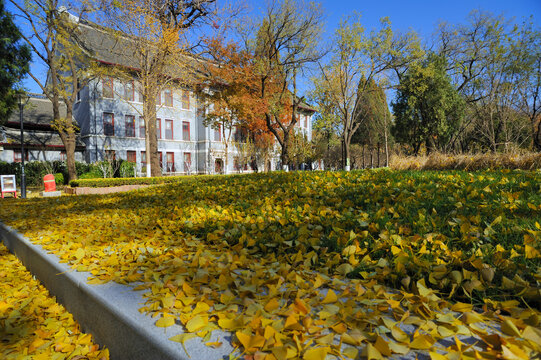 山东大学的秋天
