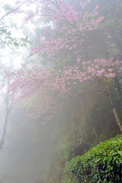 樱花谷