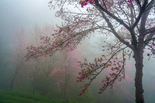 樱花谷