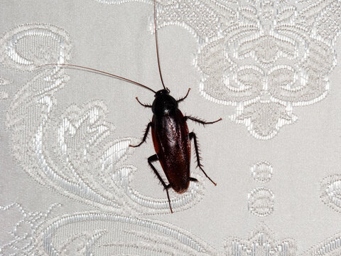 室内墙壁上一只恶心的蟑螂