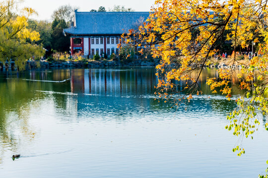 北京大学秋色