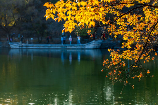 北京大学秋色