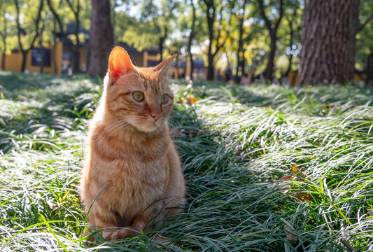 户外可爱橘猫