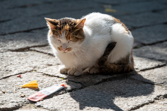 户外流浪猫