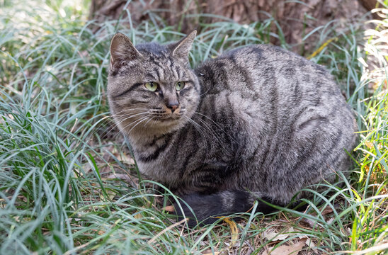 户外狸花猫