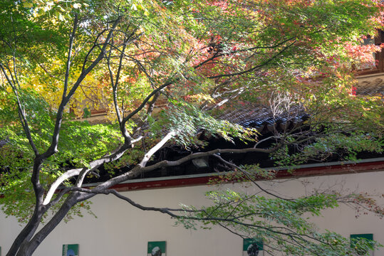 绿树古建筑