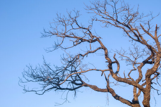 枯枝树枝