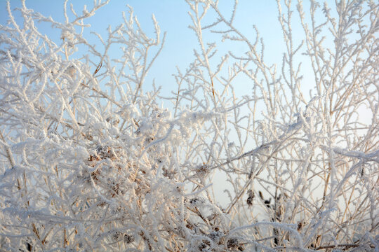 霜雪雾松