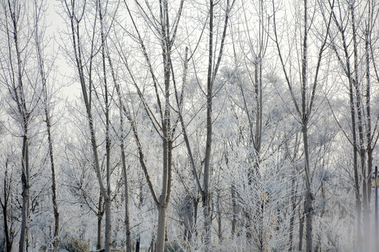 冰雪树林