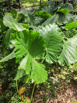 热带植物