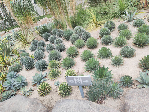 沙漠植物龙舌兰