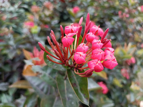 龙船花特写