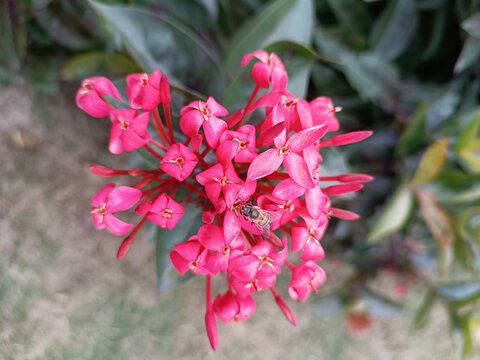 龙船花特写