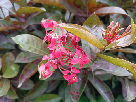 龙船花素材