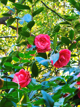 山茶花开素材