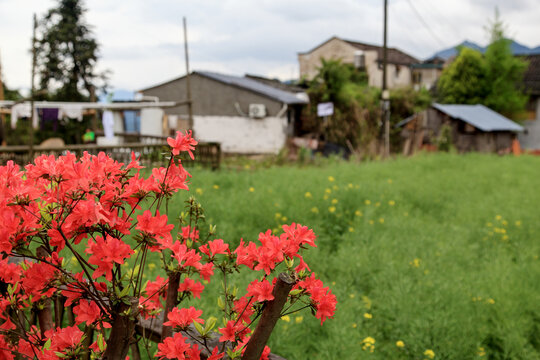 映山红花开