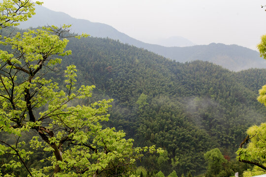 春日山林