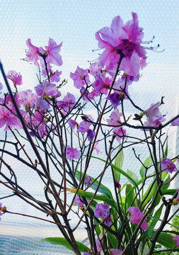 杜鵑花