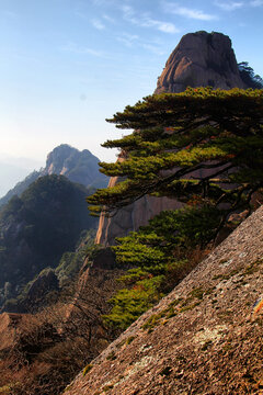 黄山山峦黄山松