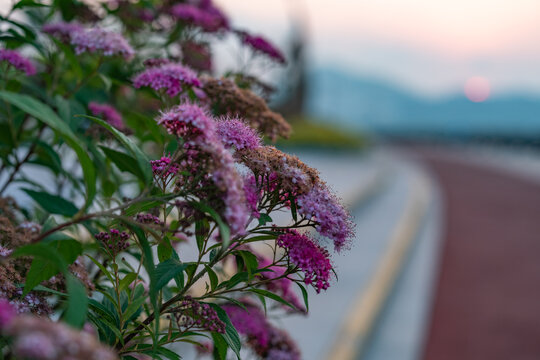 青岛星光岛街边花草