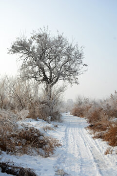 冬雪乡间小路