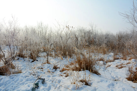 荒野雪地