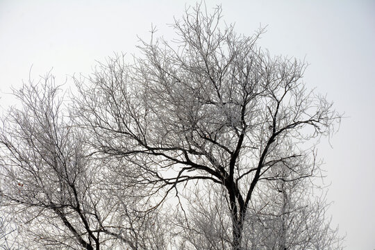 冰雪枯树