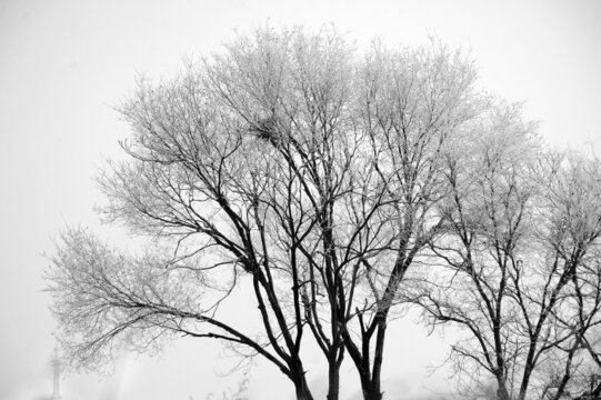 雾凇水墨树枝