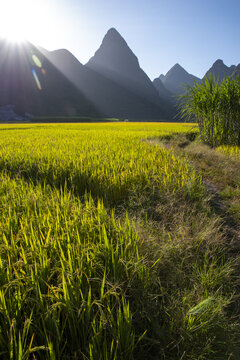 山景稻田