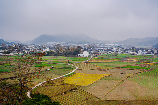 田野