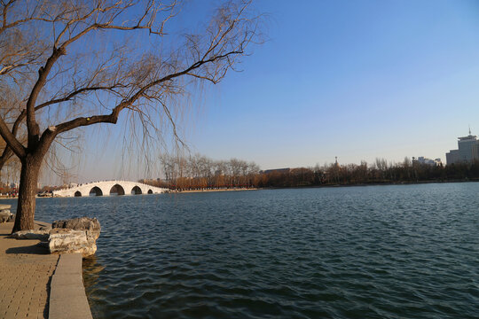玉渊潭公园的树和桥之春季景色