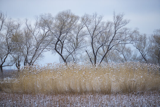 雪景