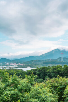 山林植被