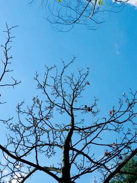 天空树枝