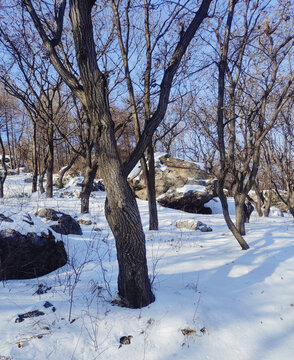 山中雪景