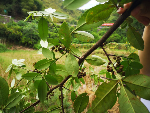 花椒树