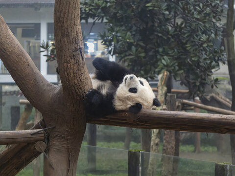 大熊猫渝可渝爱躺在栖架上