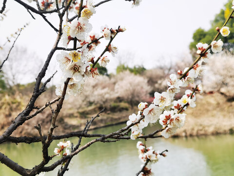 樱花