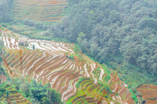 云南元阳坝达梯田的风景