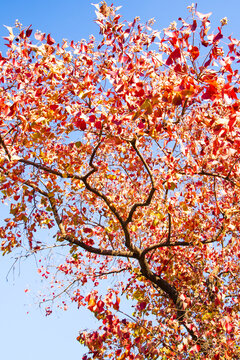 紅楓葉