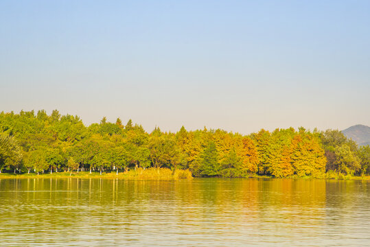 杉樹(shù)林