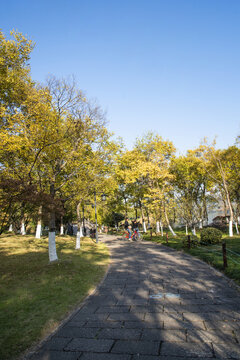 公園小道