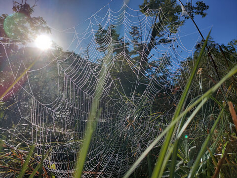 晨光中的蜘蛛网