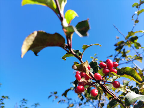 小红果