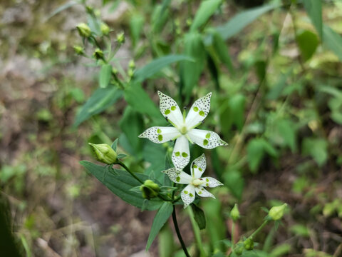 獐芽菜