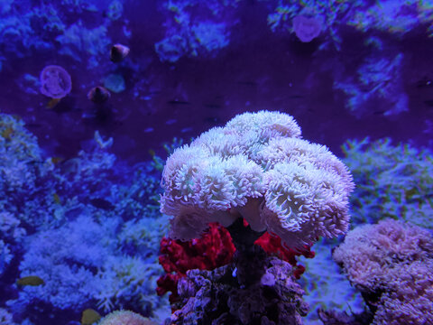 珊瑚丛