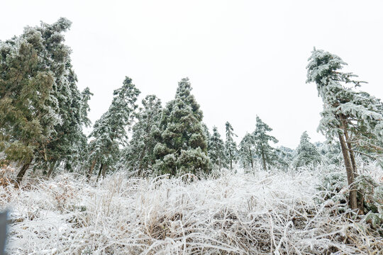 冰雪森林