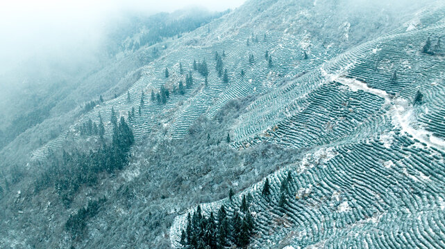 雪景茶山