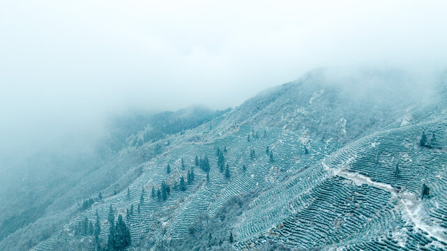 雪景茶山